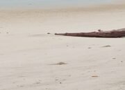 Kejahatan Terorganisir di Pantai Jelitik: Tambang Timah Ilegal Tantang Negara