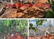 Diduga Terjadi Penebangan di Hutan Lindung Beriga, Publik Menanti Langkah Tegas Aparat Penegak Hukum